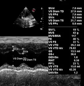 visite cardiologiche specialistiche ed ecocardiografia cane e gatto