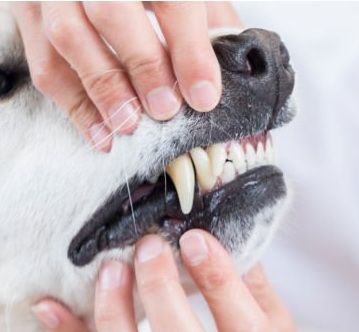 Detartrasi, estrazioni dentali e chirurgia del cavo orale