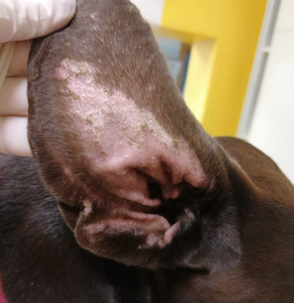 Visite dermatologiche, Analisi del pelo, esami citologici, ricerca parassitosi, studi allergologici ed immunoterapia iposensibilizzante allergene specifica