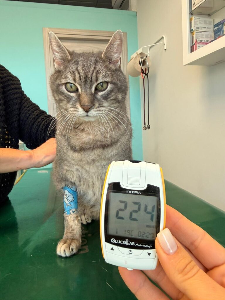 diego gatto diabetico controllo glicemia dopo inizio terapia insulinica
