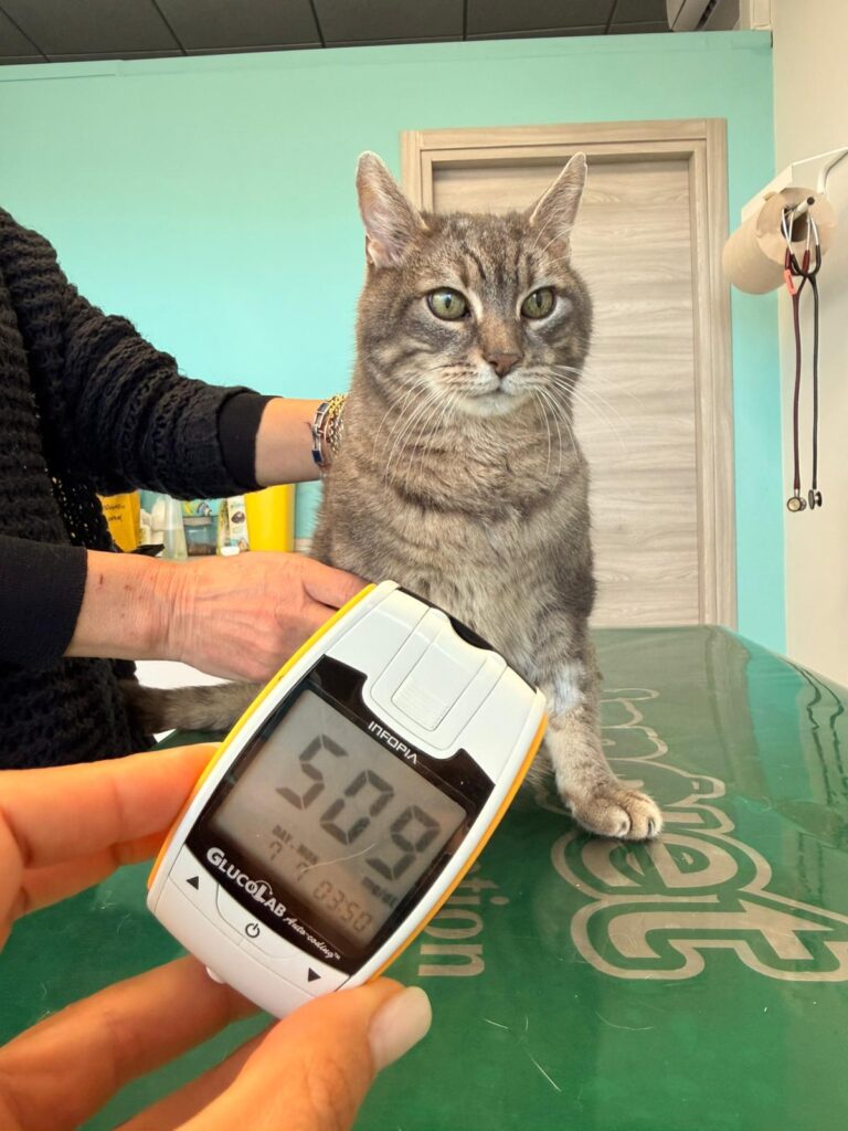 Il Diabete Mellito Nel Gatto